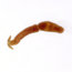 Cercária de Schistosoma mansoni